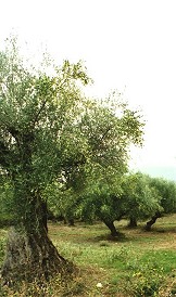 überall Olivenhaine